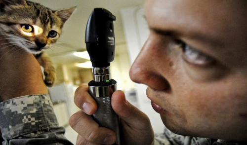All About Pet Vaccinations