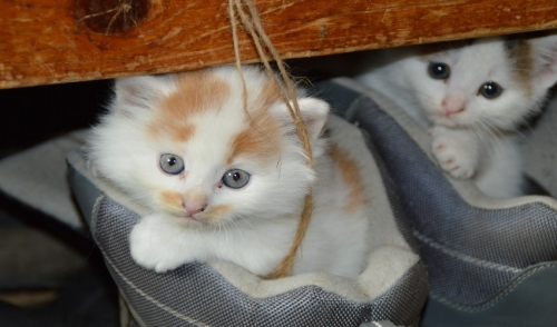 Giving Cats a Good Indoor Life