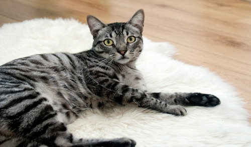 Importance of Keeping Cats Indoors