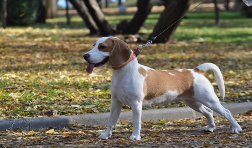 Leash Training: When Your Dog Pulls or Refuses to Walk