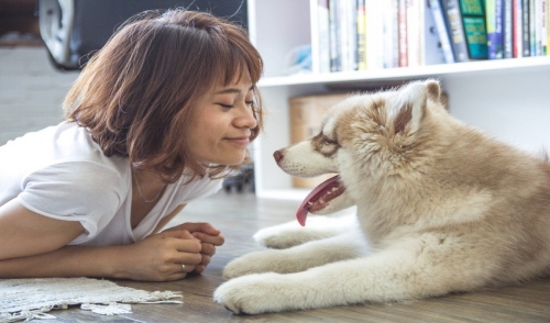 How to Help With Your Pet's Shedding