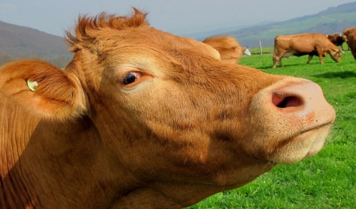 Nutrition Your Cattle Needs