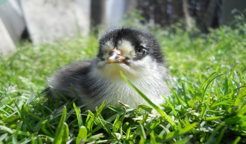 How to Control Mites and Lice on Chickens