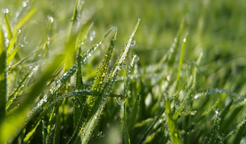 How To Fix Dead Patches In The Lawn