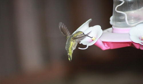 20% Off In-Stock All Hummingbird Feeders