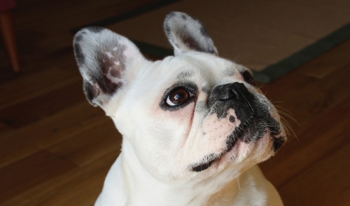 Dog Begging Prevention Tips