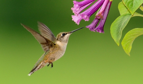 No Hummingbirds at Your Feeders? We Have Solutions!