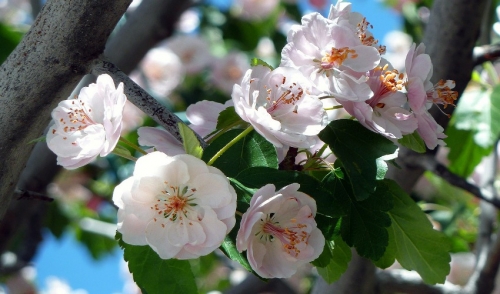 June Garden Tips