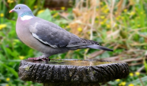 The Importance of a Water Source for Birds