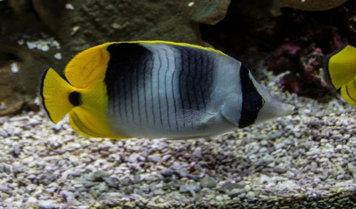 How to Avoid Unwanted Fish Breeding in Your Tank