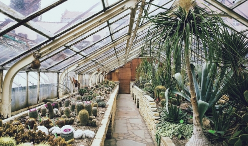 Gardening During a Drought
