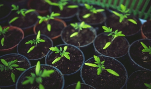 Garden Vegetables for Beginners