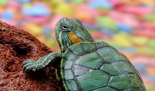 What You Should Know About Raising Turtles