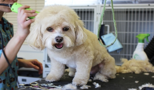 If You're Shaving Your Dog – Don't!