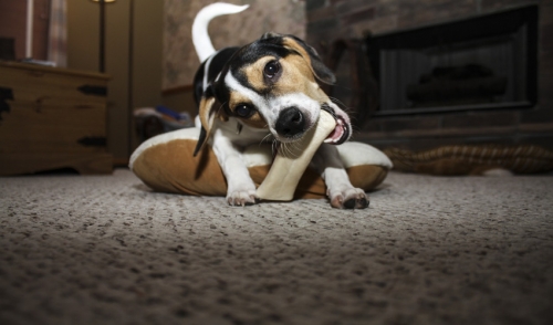 Learning the Difference Between Treats and Poisons for Your Pets