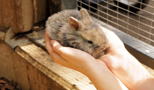 Pet-proofing a Room for Small Animals