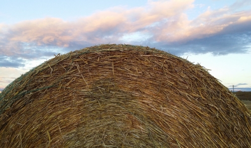 Strawbale Gardening