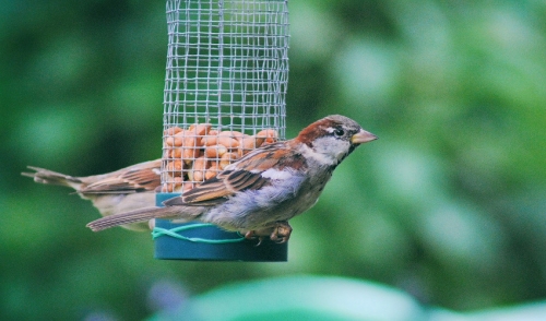 Backyard Threats to Wild Birds
