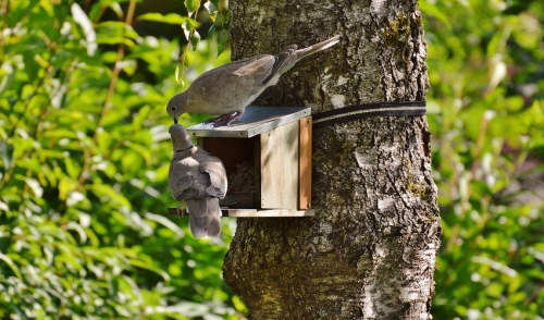 Four Snacks Your Bird Will Love