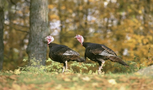 Attracting Wild Turkeys