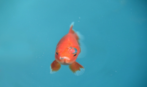 Basic Fish Care Tips