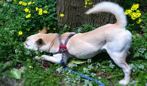 How to Get Your Dog to Stop Eating Grass