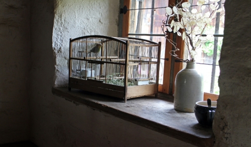 Caged Animal Care Tips