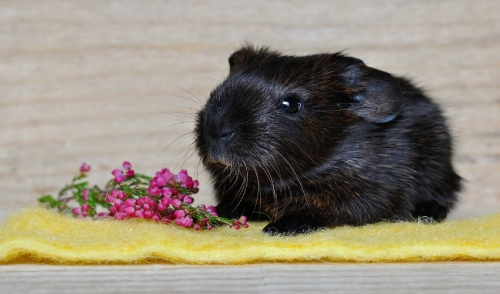 Games to Play With Your Small Animals