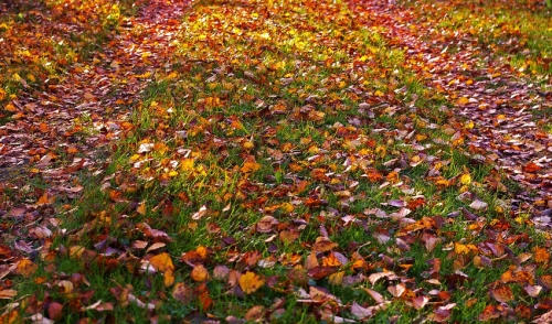 Late Fall Lawn Care