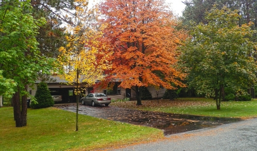 Caring For Your Yard in the Fall