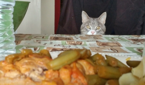 Teach Your Cat Not To Beg