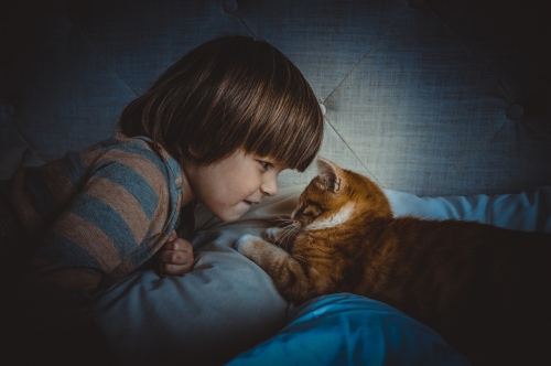 Getting A Cat If You Have Allergies