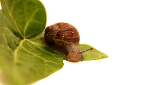Pest Management Tips For Your Garden?