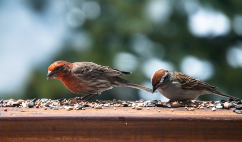 Birdfeeding on a Budget