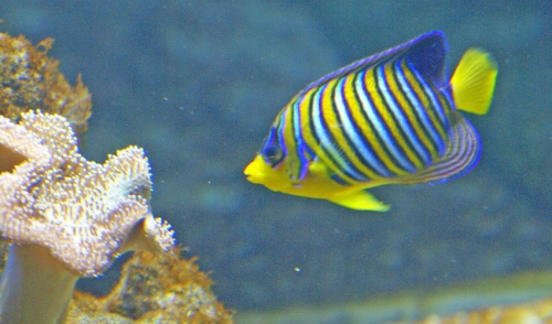 Choosing an Aquarium Filter
