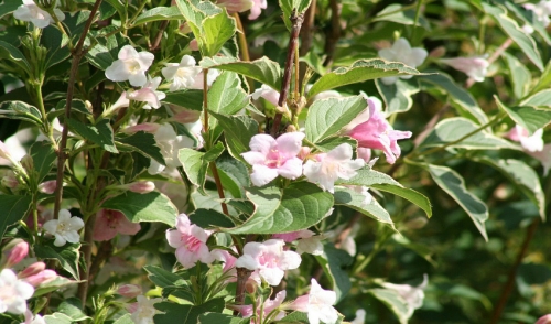 Arbustos Florecientes | Brady Nursery