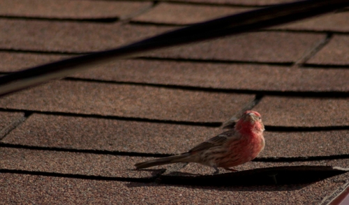 How to Clean Roof Stains