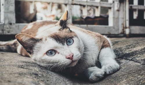 What We Can Do to Help With Feline UTIs
