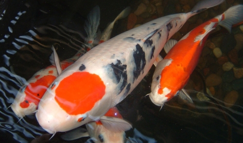 Preparing Your Koi Pond for Fall and Winter