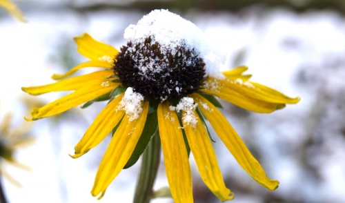 Getting Your Perennials Ready for Cold Weather