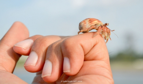 Hermit Crab Care