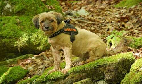 Which is Better for Your Dog: Leash vs. Harness