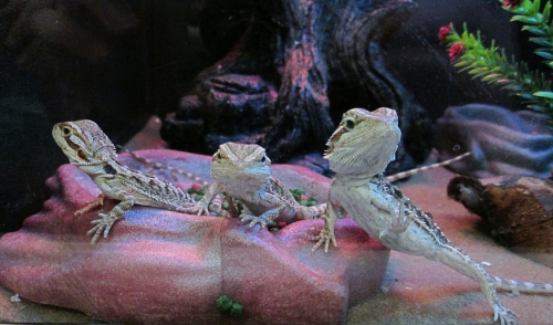How Often Should I Clean My Reptile's Habitat?