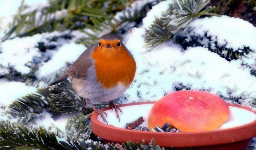 Getting Wild Birds Ready for Winter