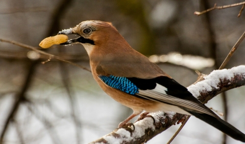 peanuts for birds driverlayer search engine peanuts for birds driverlayer search engine