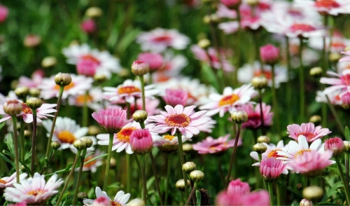 2015 Garden Trends