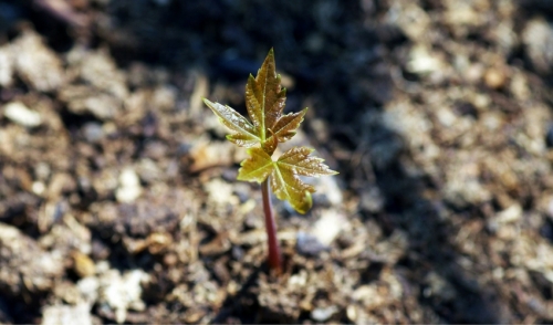 Organic Ways to Feed Your Trees