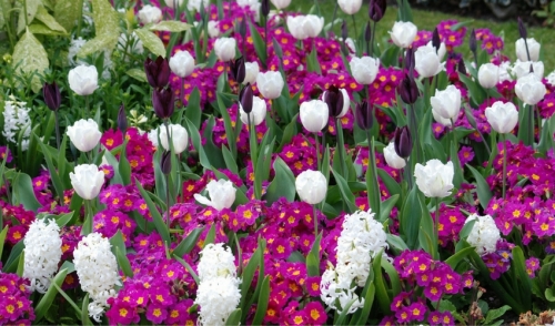 Splashing Up Your Garden With Color