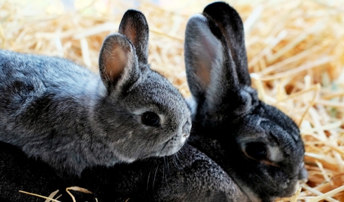 Should I Have My Small Animal Spayed or Neutered?