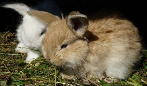 Litter Box Training Tips for Rabbits